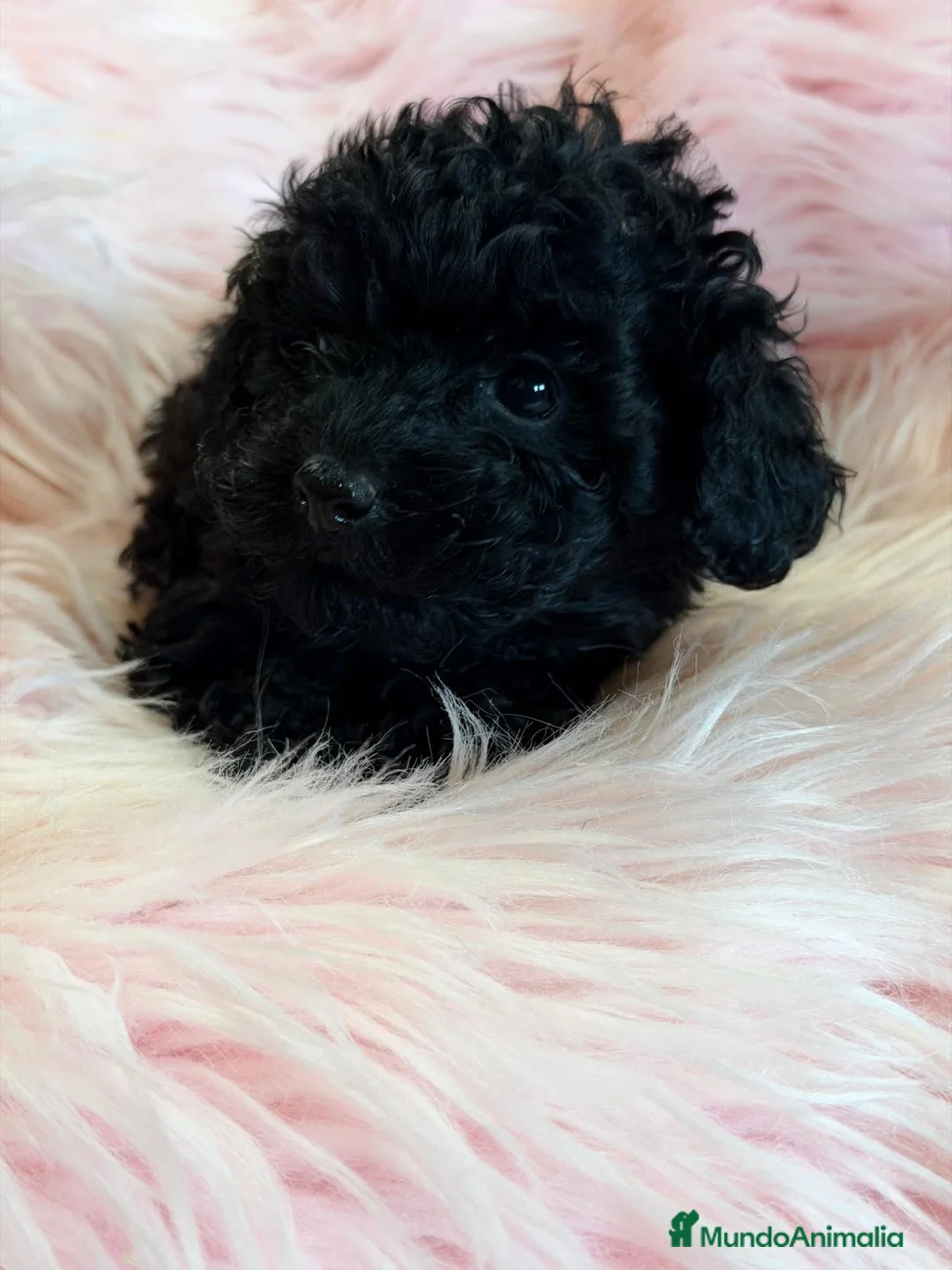 Caniche Toy perros en venta: CANICHE HEMBRA NEGRA TOY - Anuncio 2