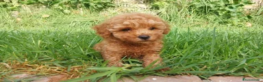 Caniche Toy 1