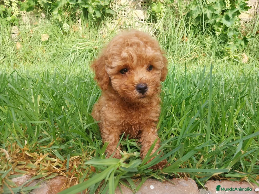 Caniche Toy perros en venta: Caniche toy apricot - Anuncio 1