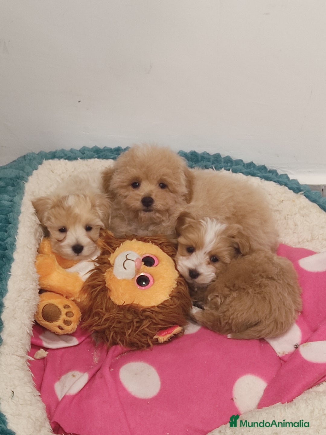 Maltipoo perros en venta: Maltipoo mini  - Anuncio 4