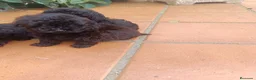 Caniche Toy perros en venta: Caniche toy hembra negros - Anuncio 6