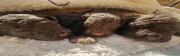Perro de Agua Español perros en venta: Perros de agua Prao Toro 🤎🖤 - Anuncio 3