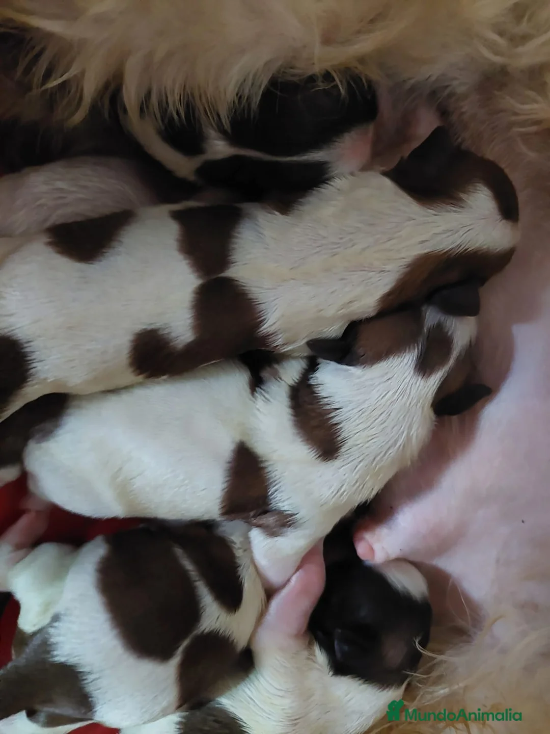 Shih Tzu perros en venta: SHIH TZUS EXCLUSIVOS - Anuncio 1