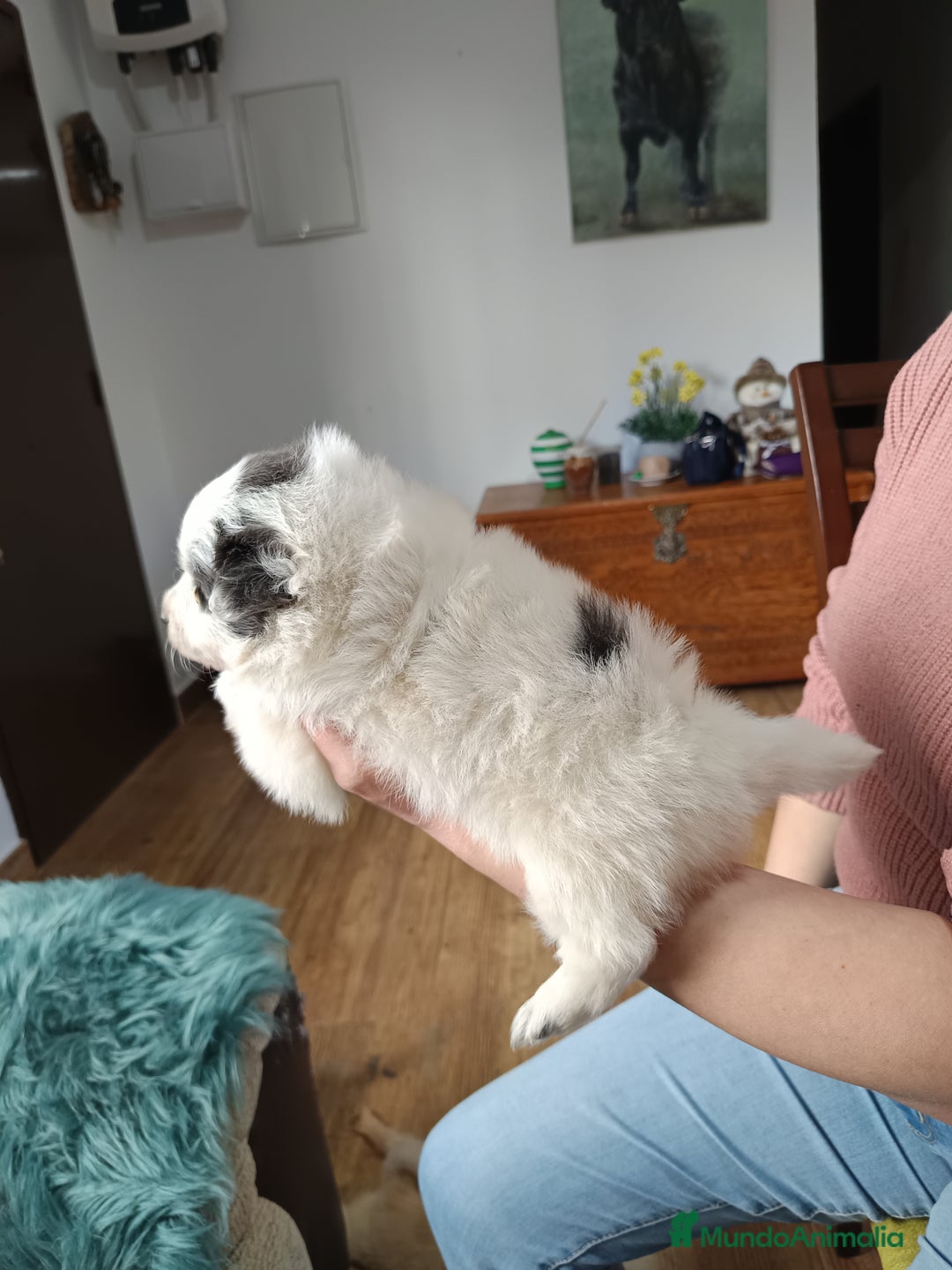 Pomerania perros en venta: Pomerania  - Anuncio 6