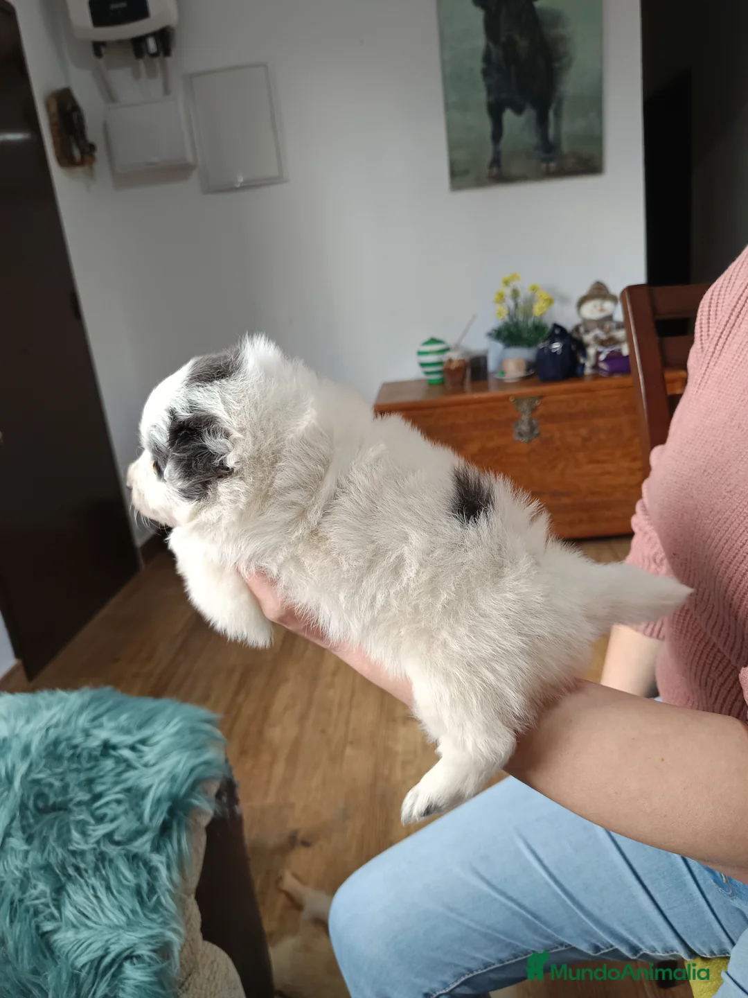 Pomerania perros en venta: Pomerania  - Anuncio 6