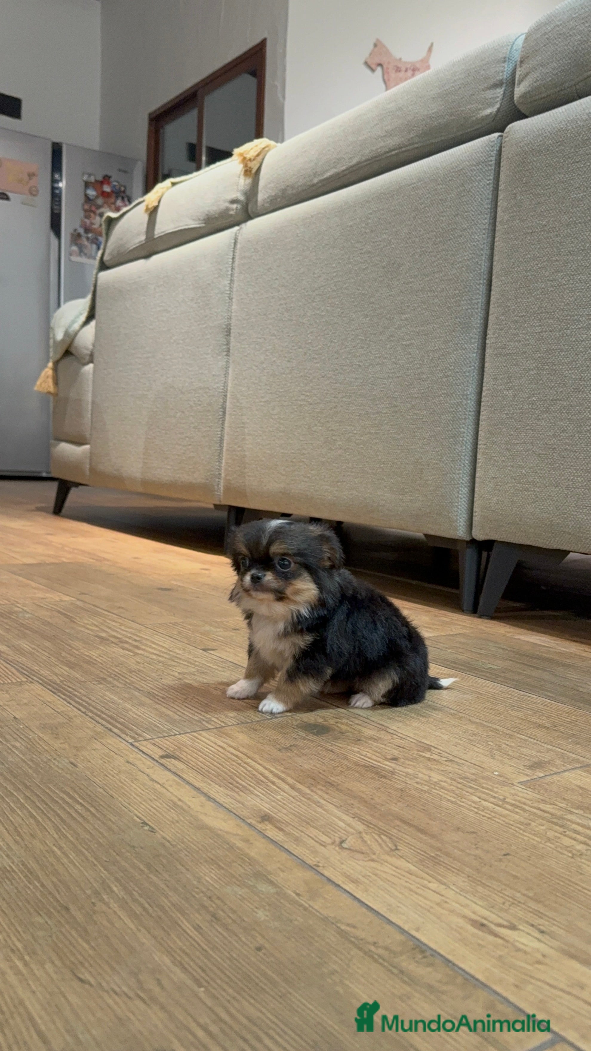 Chihuahua perros Hembra de chihuahua - Anuncio 1