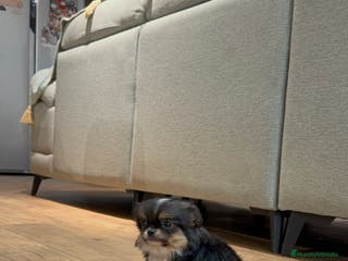 Chihuahua perros Hembra de chihuahua - Anuncio 14