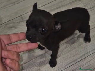 Chihuahua perros - Anuncio 23