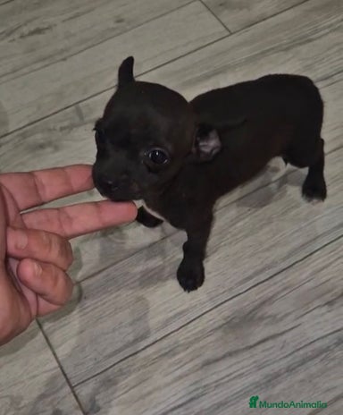 Chihuahua perros - Anuncio 2