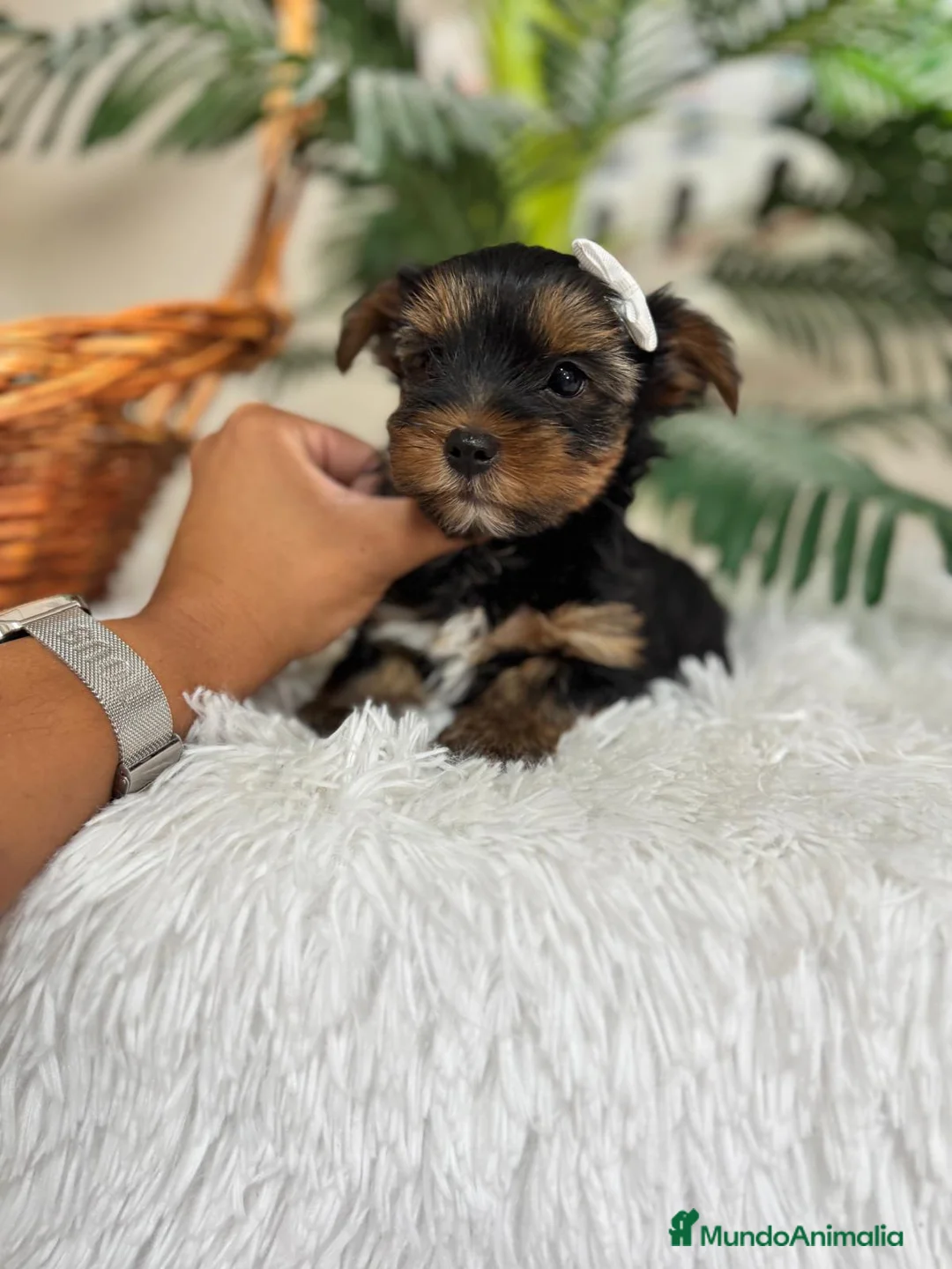 Yorkshire Terrier perros en venta: YORKSHIRE TERRIER - Anuncio 2