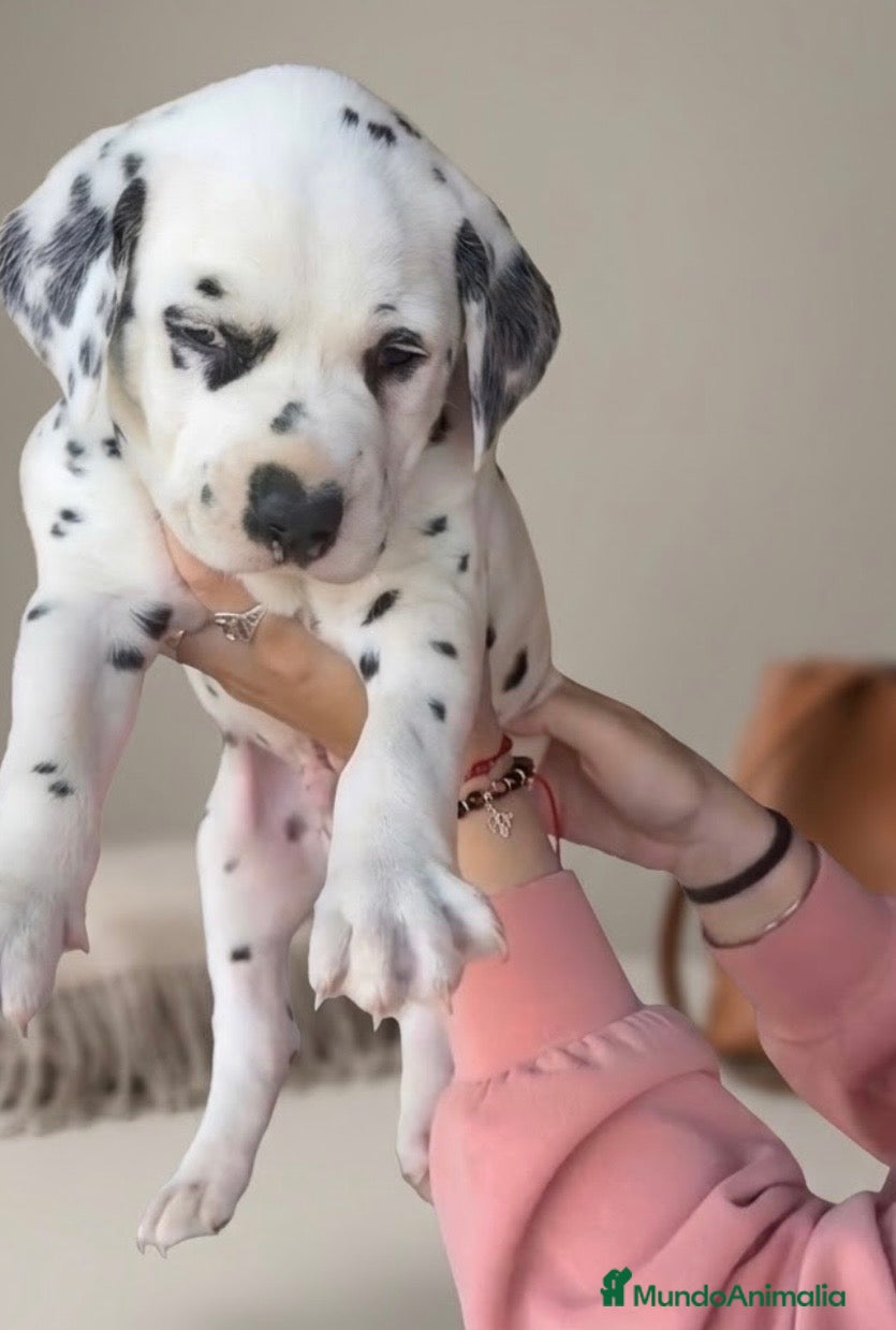 Dálmata perros Último macho falta disponible  - Anuncio 2