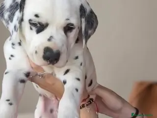 Dálmata perros Último macho falta disponible - Anuncio 2