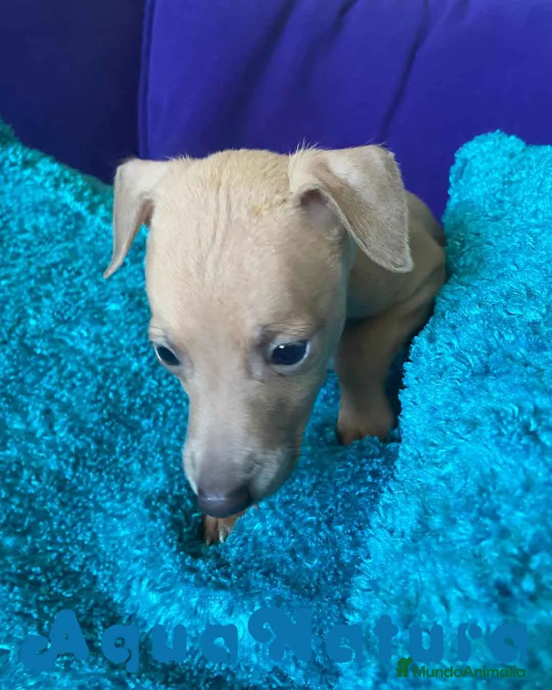 Pequeño Lebrel Italiano perros en venta: Lebrel Italiano Macho 2003 AQUANATURA - Anuncio 7