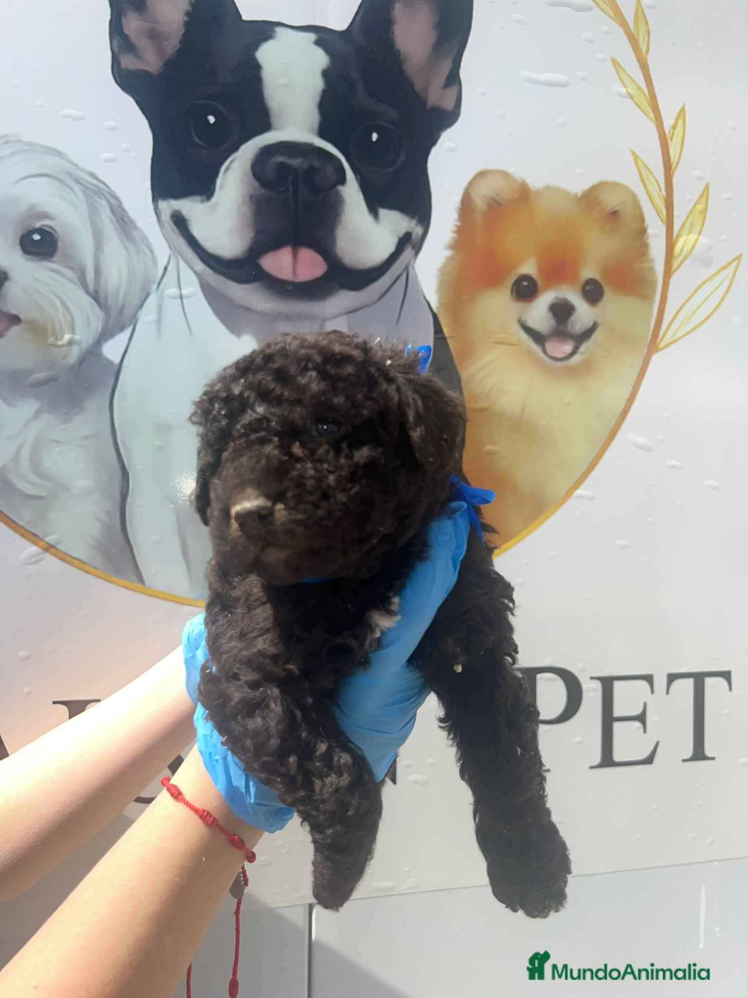 Perro de Agua Español perros Camada disponible de perros de agua chocolate  - Anuncio 1