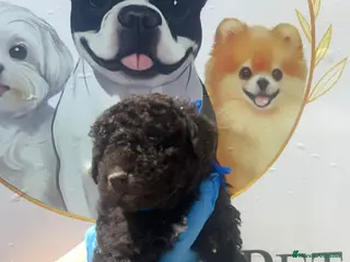 Perro de Agua Español perros Camada disponible de perros de agua chocolate - Anuncio 1