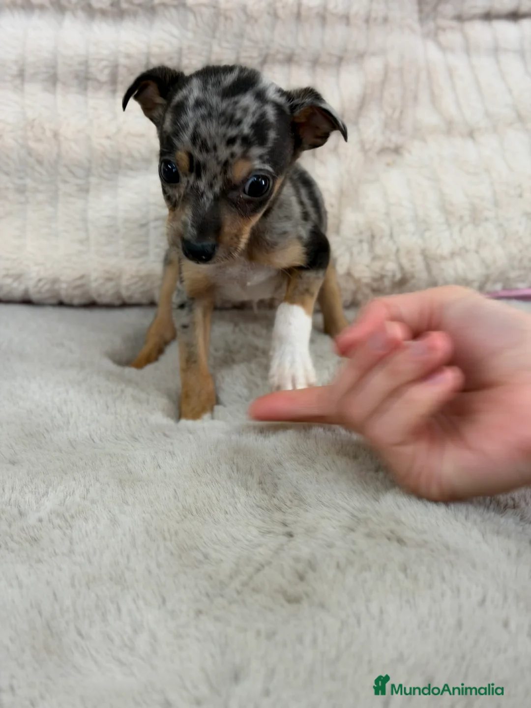 Pinscher Miniatura perros en venta: Pincher miniatura Merke  - Anuncio 5