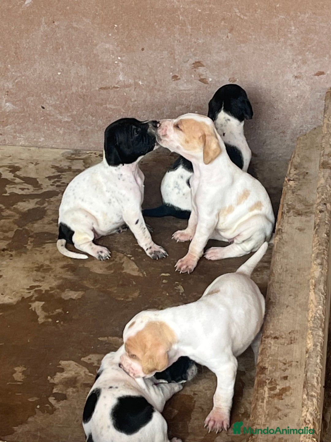 Pointer perros en venta: Benidorm Caraby pointer inglés  en Alicante - Imagen 3