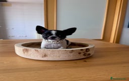 Chihuahua perros en venta: Chihuahua macho - Imagen 2