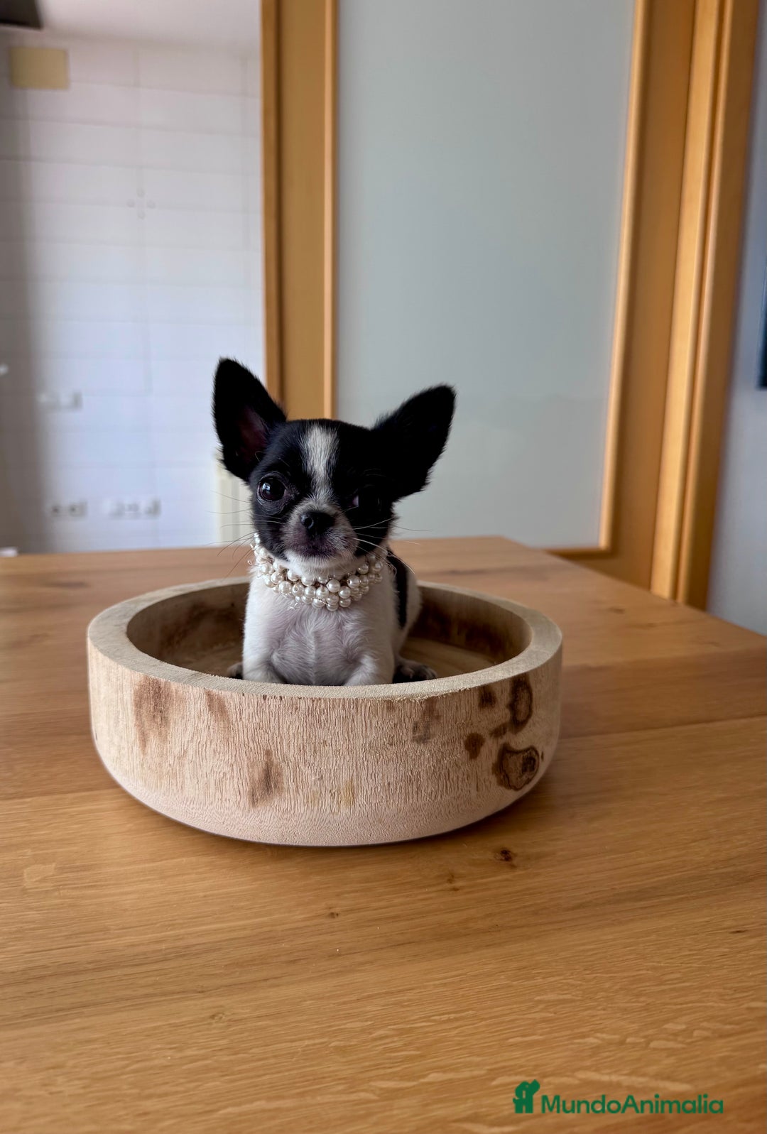 Chihuahua perros en venta: Chihuahua macho - Imagen 2