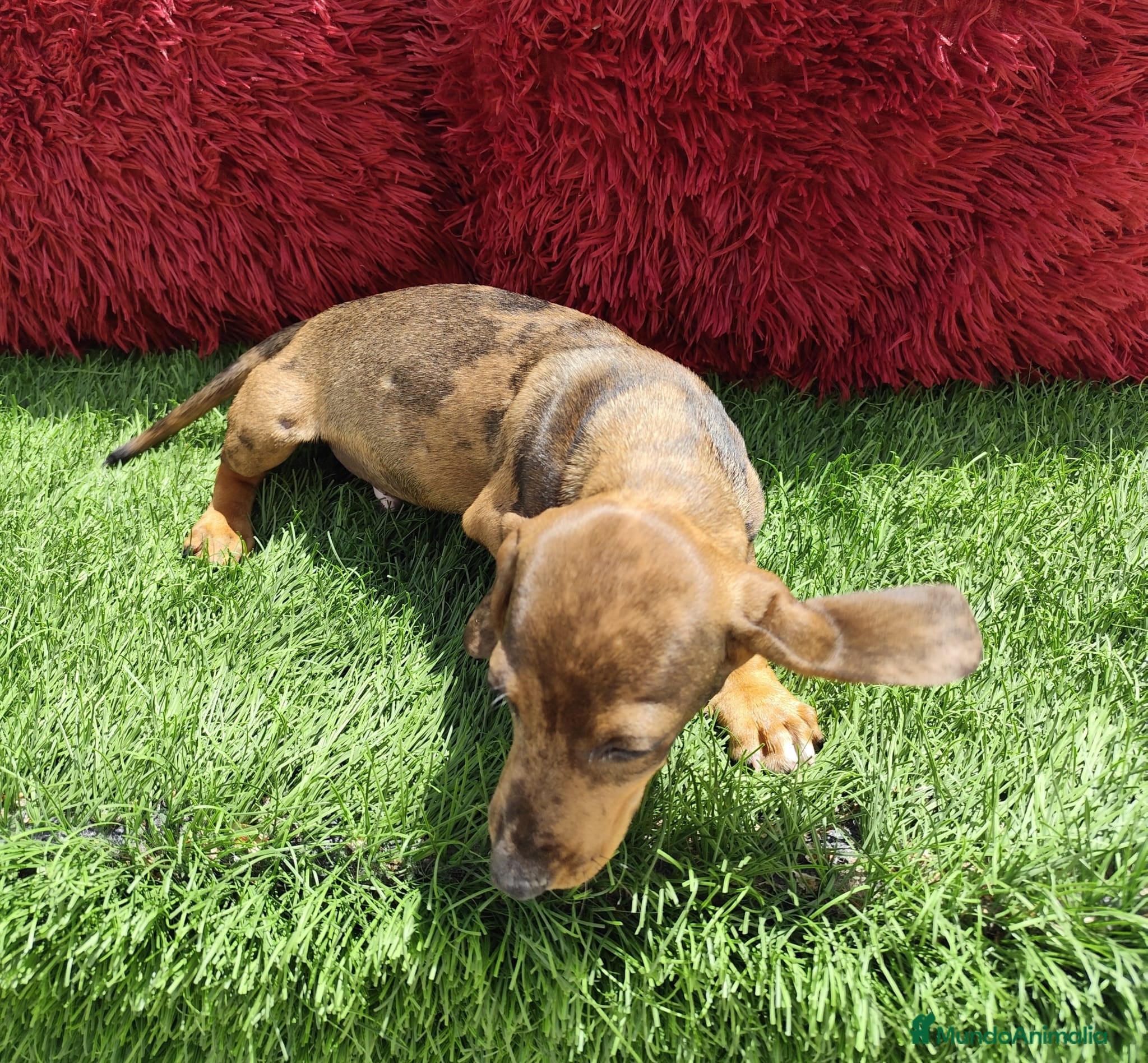 Teckel perros en venta: Teckel Miniatura choco merle - Anuncio 6