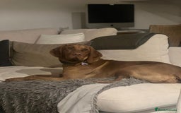 Braco Húngaro de Pelo Corto perros en venta: Cachorros de Braco Húngaro (Vizsla) — Criador aut. - Imagen 9