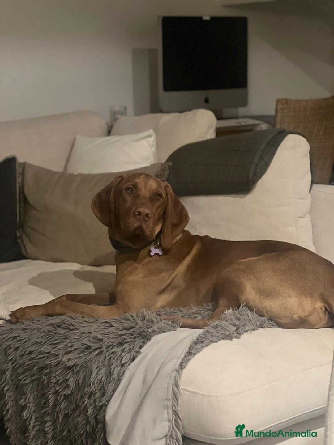 Braco Húngaro de Pelo Corto perros en venta: Cachorros de Braco Húngaro (Vizsla) — Criador aut. - Imagen 9