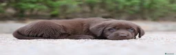 Labrador Retriever perros en venta: Preciosos cachorros de Labrador Retriever chocolat - Anuncio 2