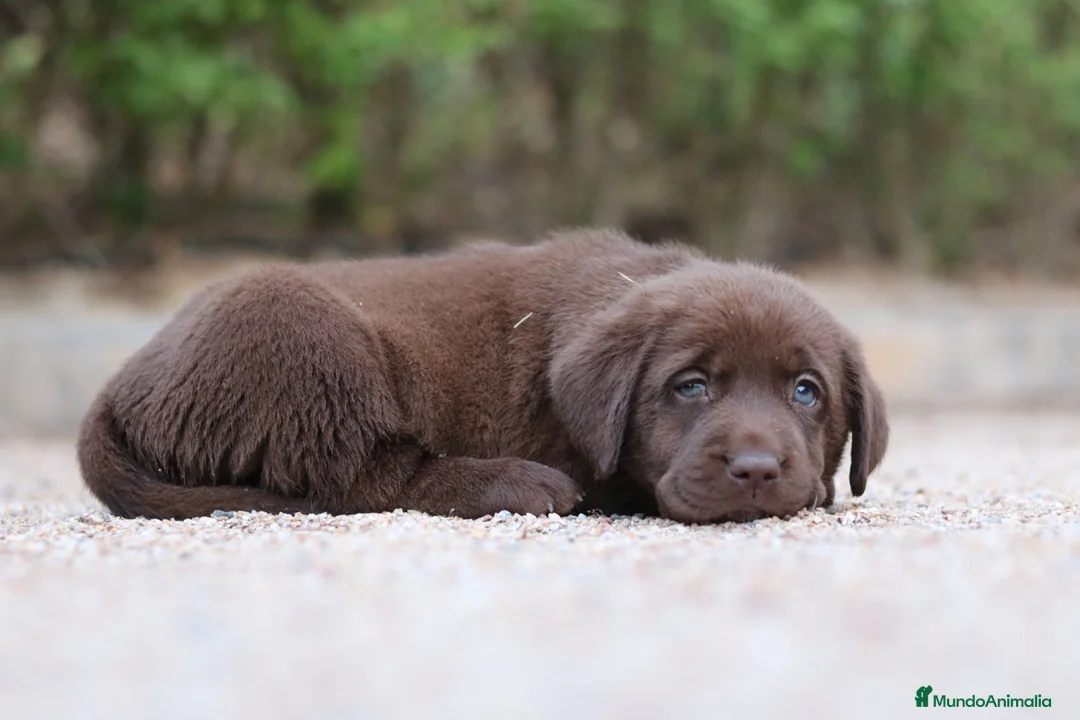 Labrador Retriever perros en venta: Preciosos cachorros de Labrador Retriever chocolat - Anuncio 2