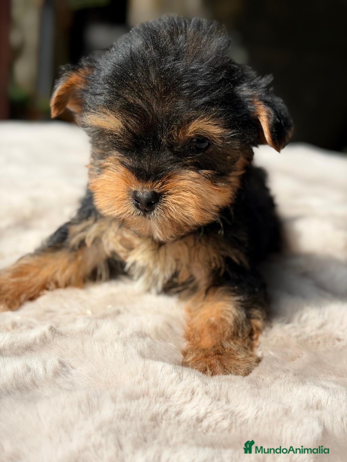 Yorkshire Terrier perros CAMADA YORKSHIRE TERRIER DISPONIBLE - Anuncio 1