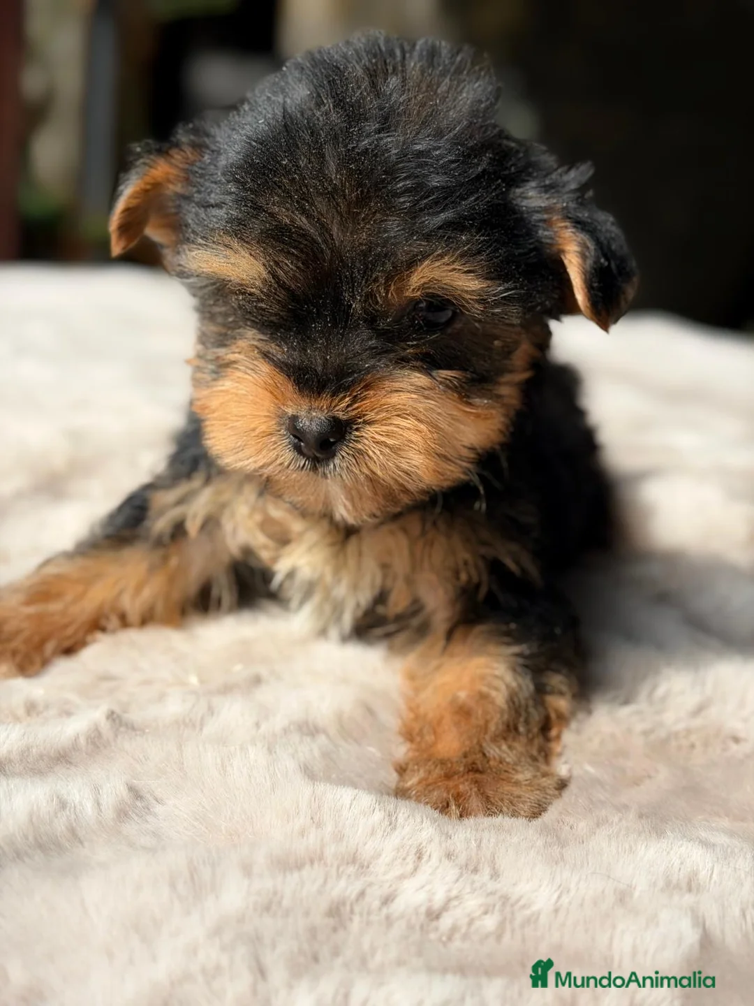 Yorkshire Terrier perros en venta: CAMADA YORKSHIRE TERRIER DISPONIBLE - Anuncio 1