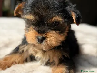 Yorkshire Terrier perros CAMADA YORKSHIRE TERRIER DISPONIBLE - Anuncio 1