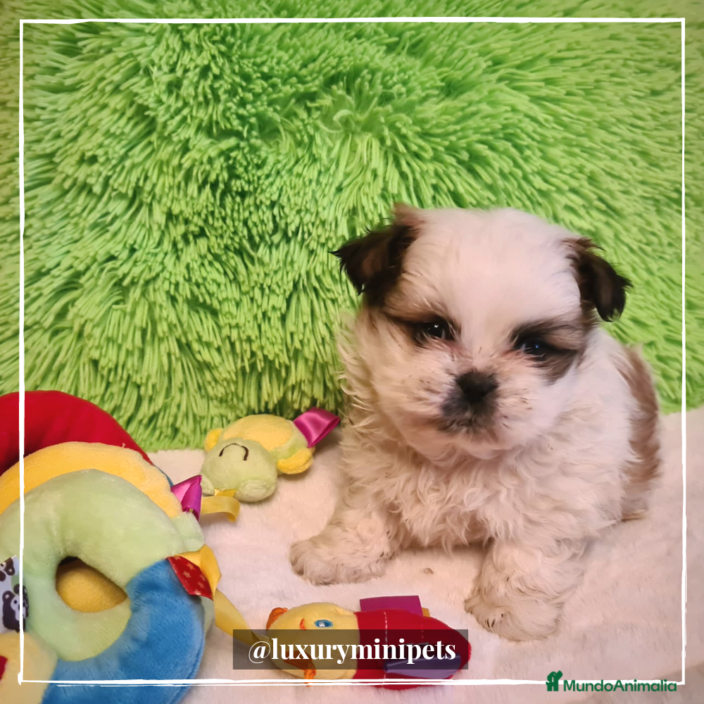Shih Tzu perros Camada de Shitzu de padres Toy en Madrid - Anuncio 2