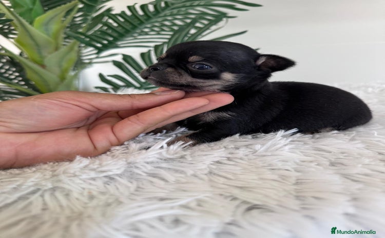Chihuahua perros - Anuncio 14