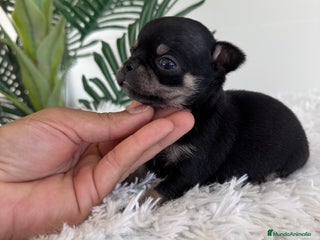 Chihuahua perros - Anuncio 5
