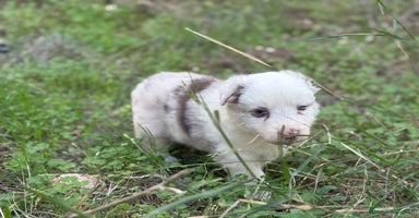 Border Collie perros - Anuncio 4