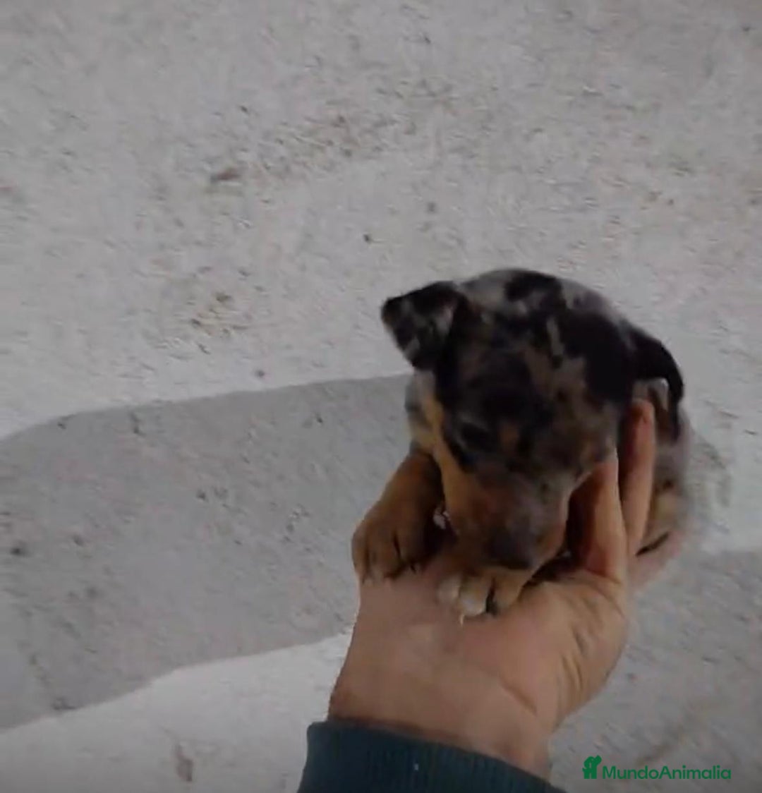 Pinscher Miniatura perros en venta: Pinscher miniatura merle  - Anuncio 4