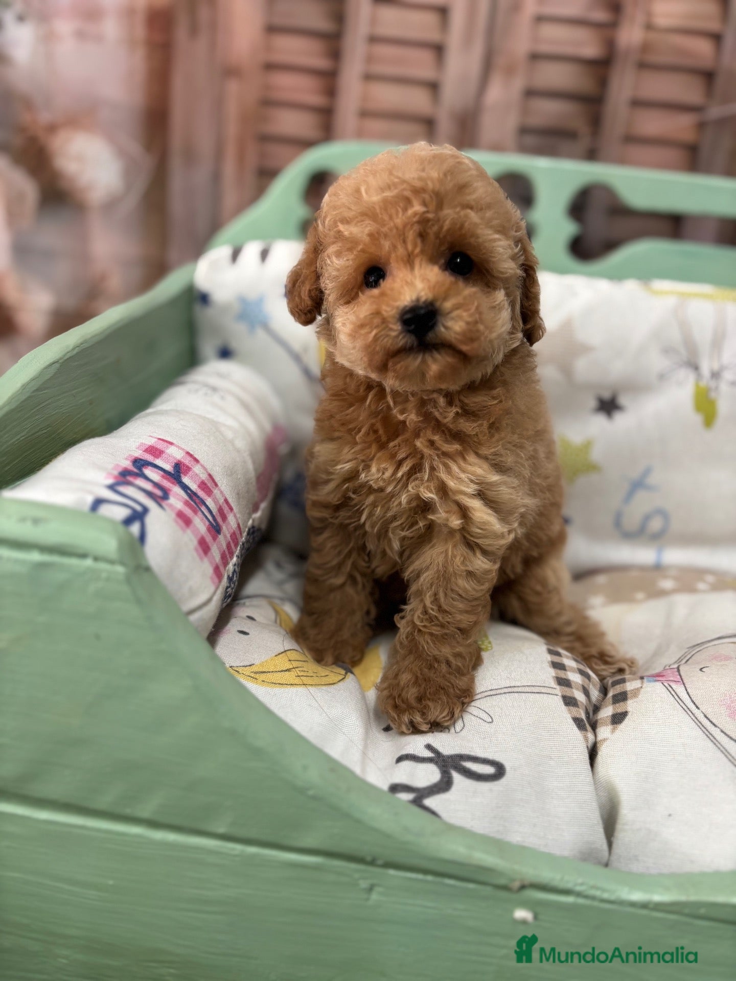 Caniche Toy perros Caniche mini toy apricot hembra disponible  - Anuncio 1