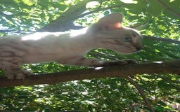 Bengalí gatos en venta: Disponible gatita Bengali - Imagen 7