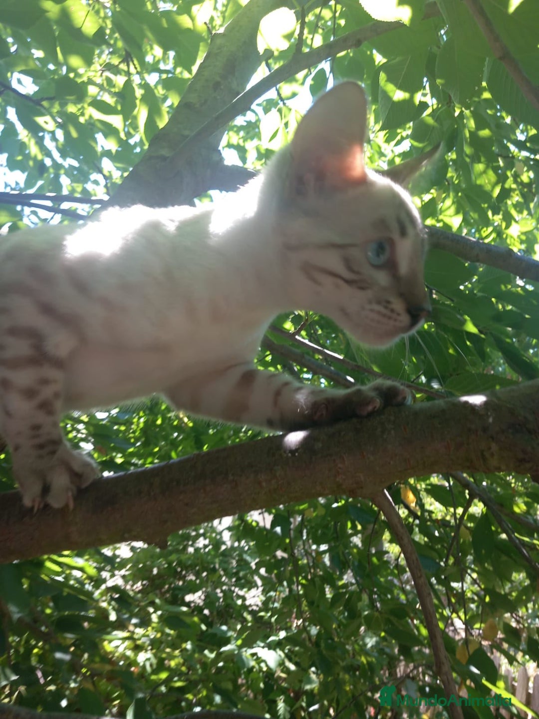 Bengalí gatos en venta: Disponible gatita Bengali - Imagen 7