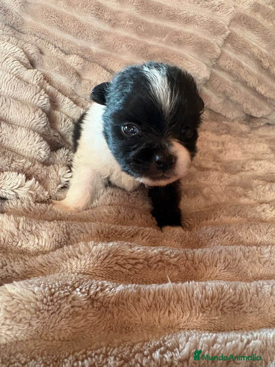 Pomerania perros en venta: Pele y Mele ya son papas , lulu pomerania toy  - Anuncio 6