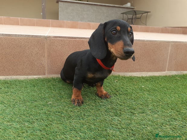 Teckel perros en venta - Anuncio 1