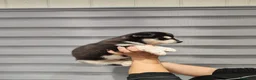 Husky Siberiano perros en venta: Pareja de Husky siberiano - Anuncio 9