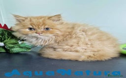 Persa gatos en venta: Persa Macho Virgi 7734 AQUANATURA - Imagen 1