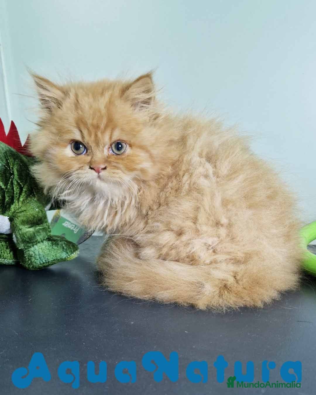 Persa gatos en venta: Persa Macho Virgi 7734 AQUANATURA - Imagen 1