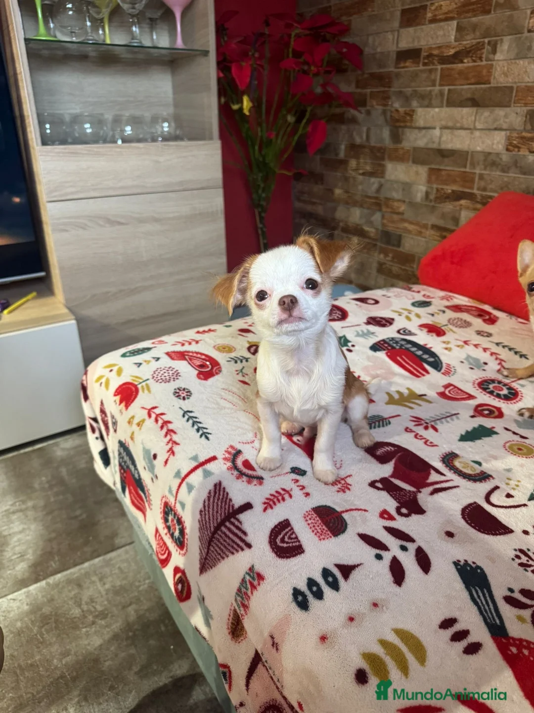 Chihuahua perros en venta: Último machito mini - Anuncio 1