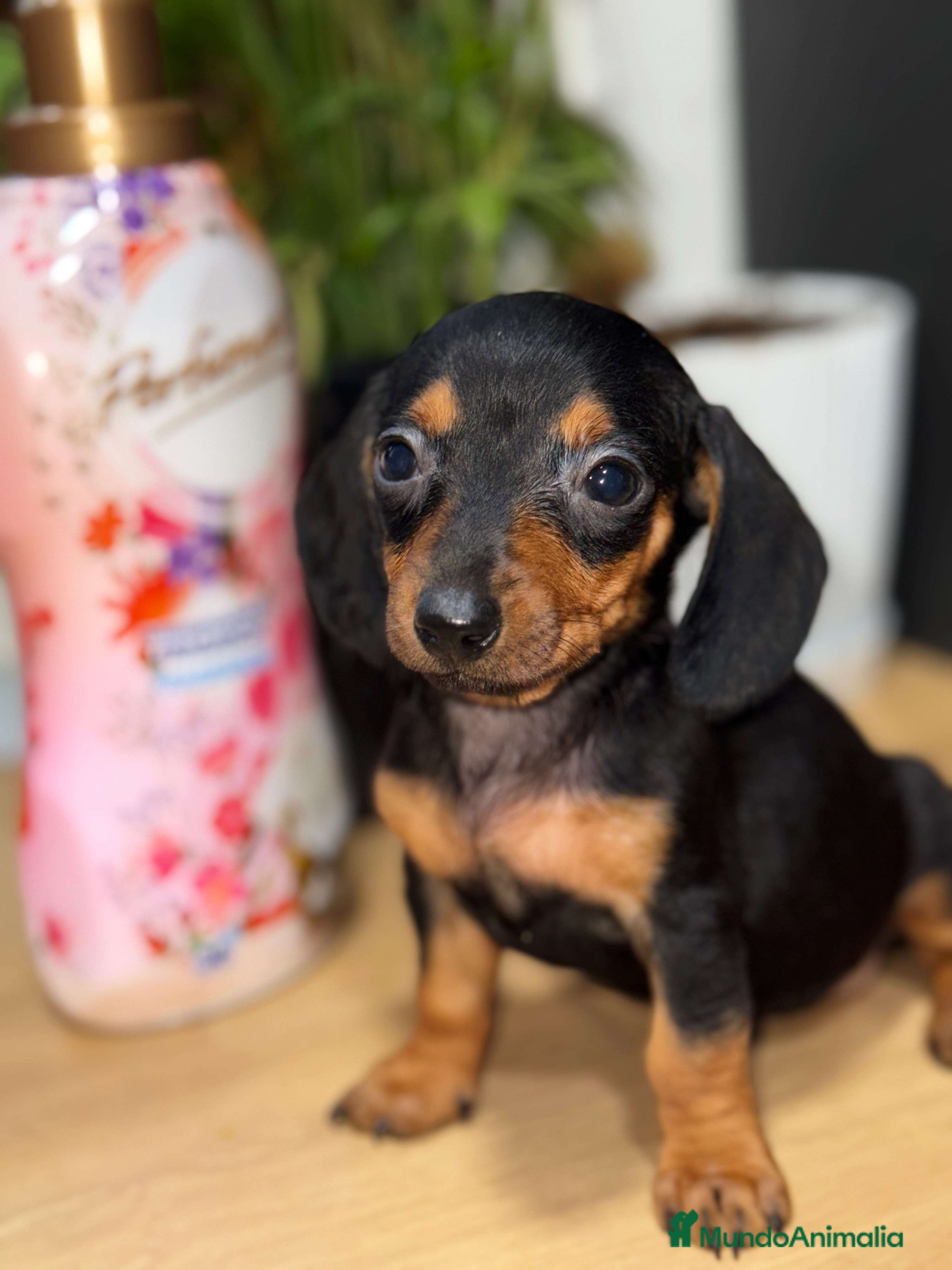 Teckel Miniatura perros 2 hembras teckel kanichen negras y fuego  - Anuncio 2