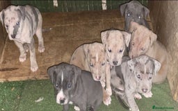 American Pit Bull Terrier perros en venta: "PIT BULL TERRIER MERLES" - Imagen 1