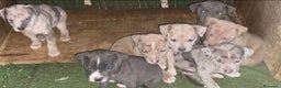 American Pit Bull Terrier perros en venta: "PIT BULL TERRIER MERLES" - Anuncio 1