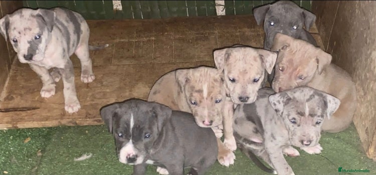 American Pit Bull Terrier perros "PIT BULL TERRIER MERLES" - Anuncio 1