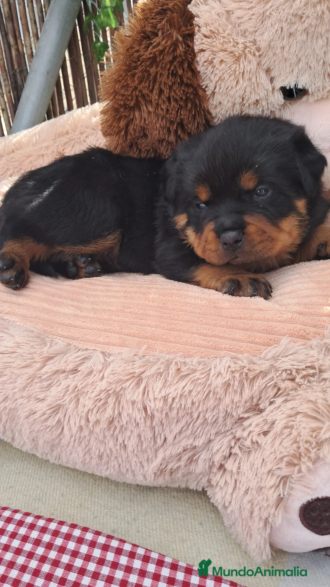 Rottweiler perros en venta: Bebés Rottweiler  - Anuncio 6